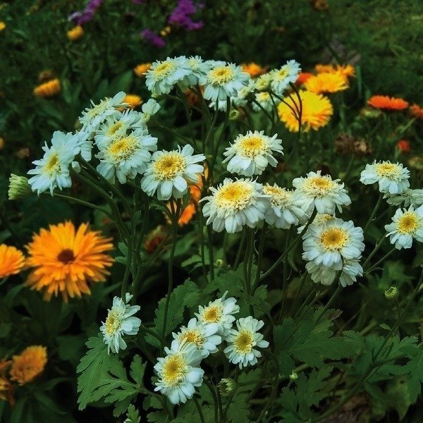 Producto - Fever few mix - simple y doble - Tanacetum parthenium