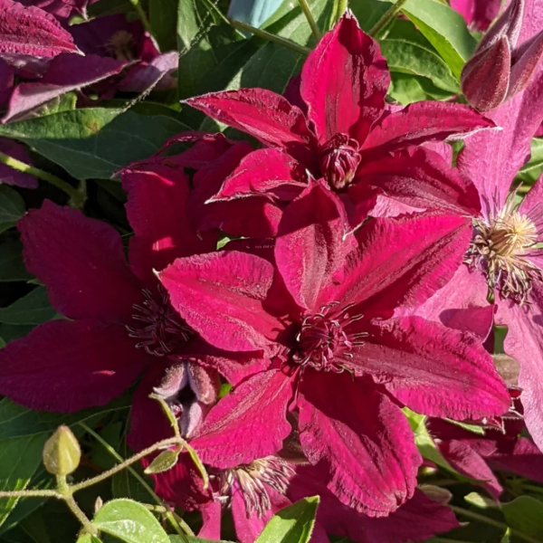 Producto - Clematis Ruutel
