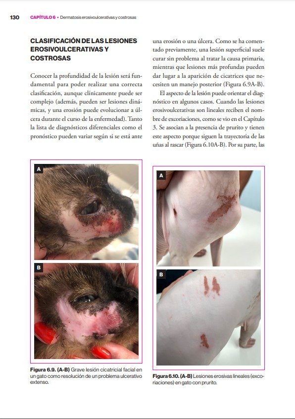 Producto - Carrasco: Dermatología Felina Basada en Patrones Dermatológicos - 7