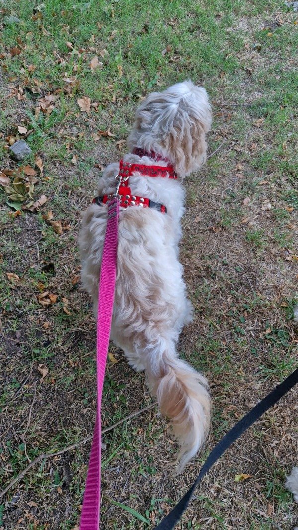 Producto - KIT PASEO collar bordado+arnés H+correa 1.5 mts desde - 1