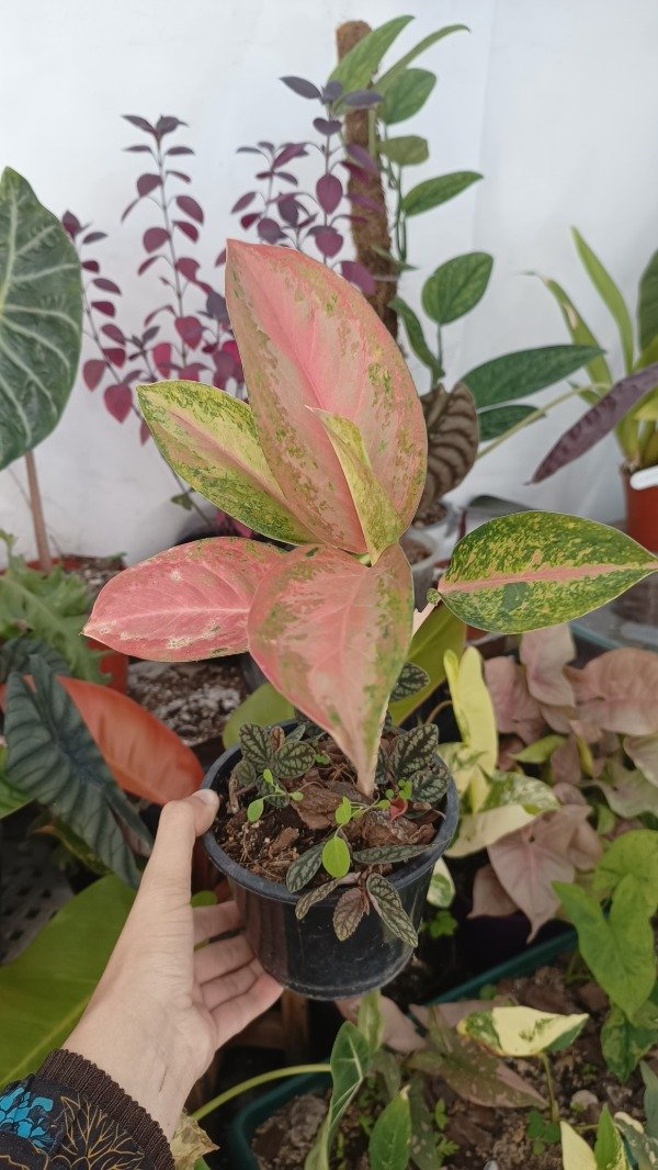 Miniatura de producto - 0