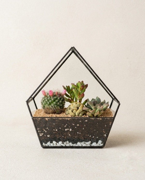 Producto - TERRARIO BUDAPEST