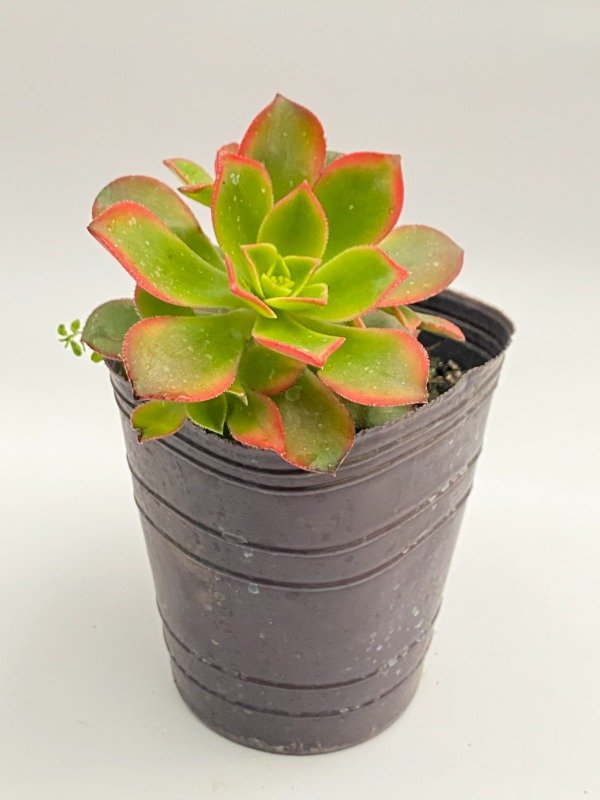 Producto - Suculenta Aeonium en maceta N12