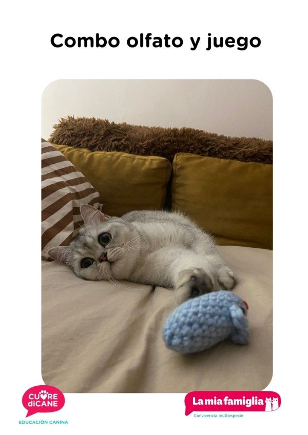 Producto - Combo gatos - olfato y juego - 5