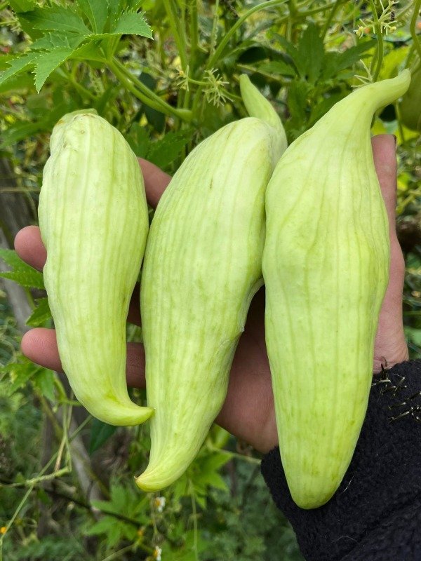 Producto - SEMILLAS DE CAIGUA ACHOJCHA