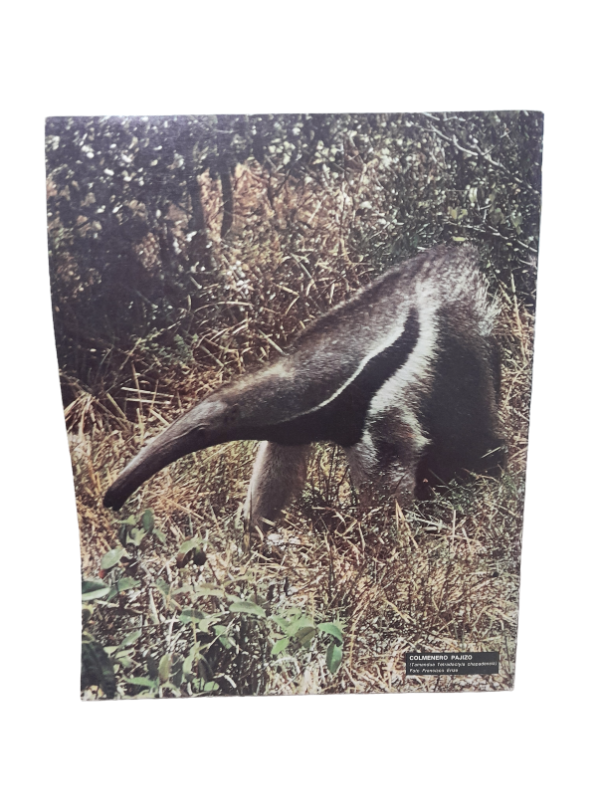 Miniatura de producto - 7