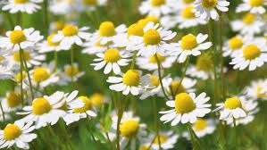 Producto - Manznilla