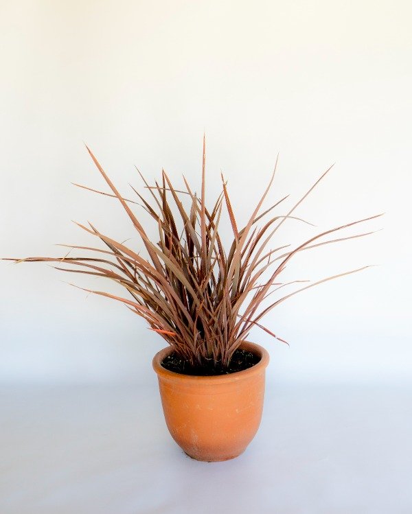 Producto - Phormium Tenax Rubra