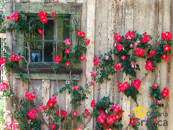 Producto - Flores FS 42