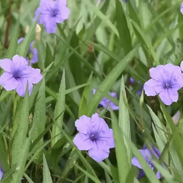 Producto - Roelia - arbusto flor lila