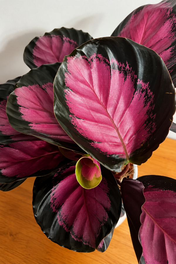 Producto - Calathea Crimson - 1