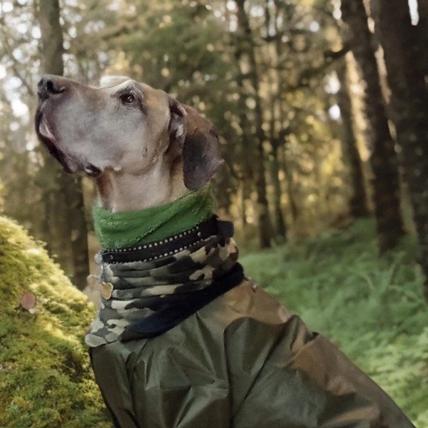 Producto - Rompevientos con cuello  (COMBO)