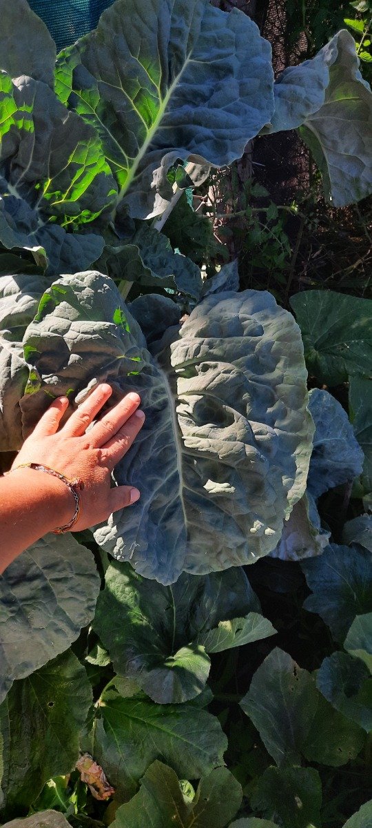 Producto - Tree Kale