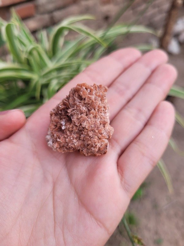 Producto - Rosa del Desierto