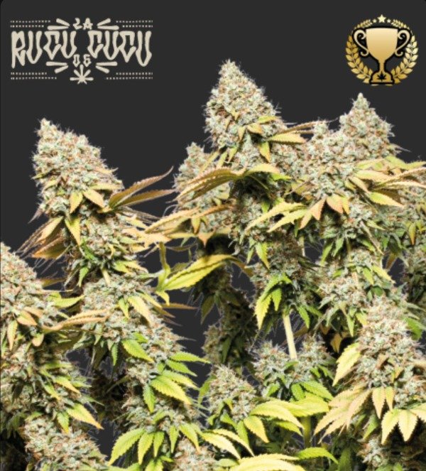 Producto - RUCU CUCU OG AUTOFLORECIENTE