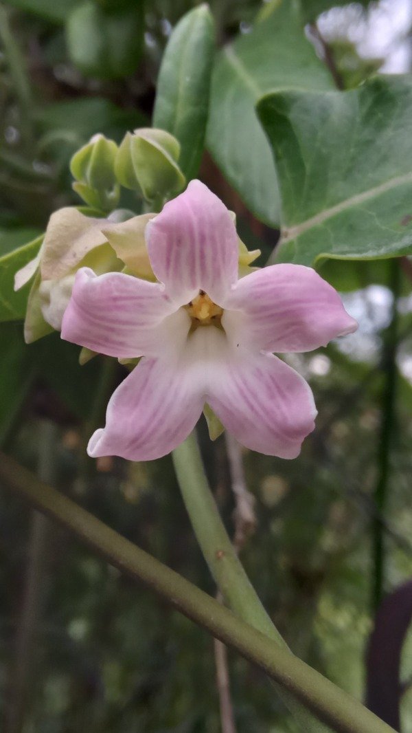 Producto - Tasi