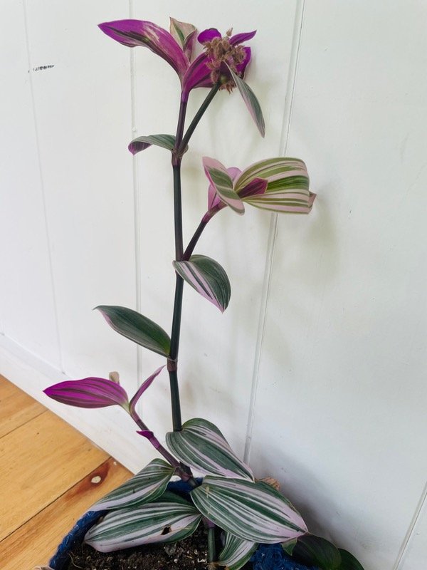 Producto - Tradescantia rubra en maceta azul con brillos