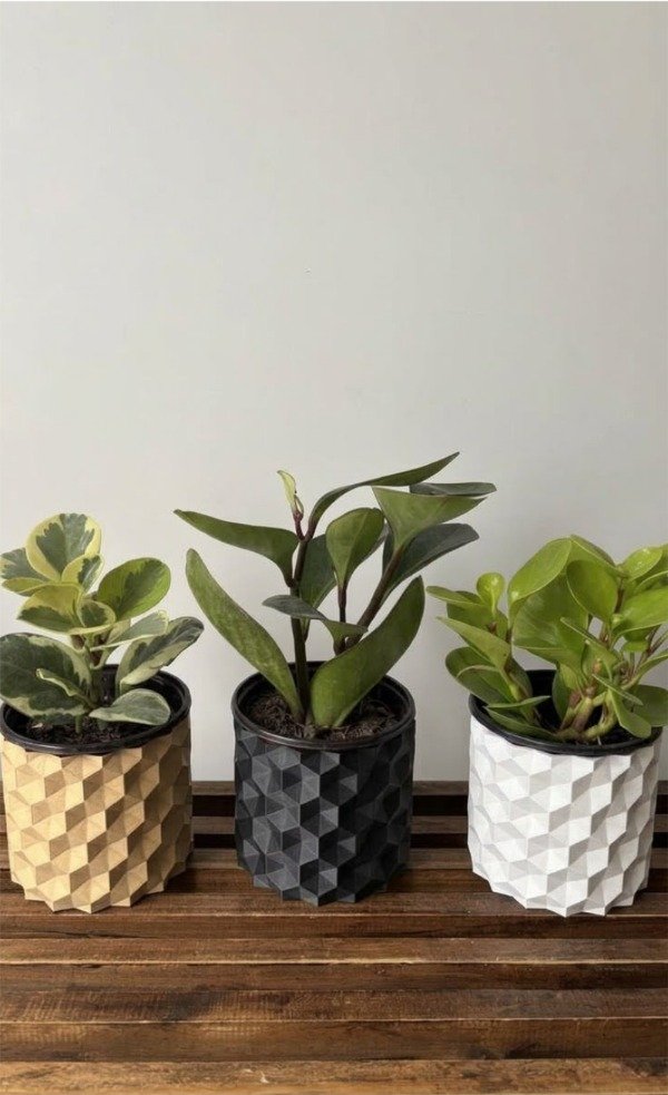 Producto - Maceta Monaco + Peperomia - 0