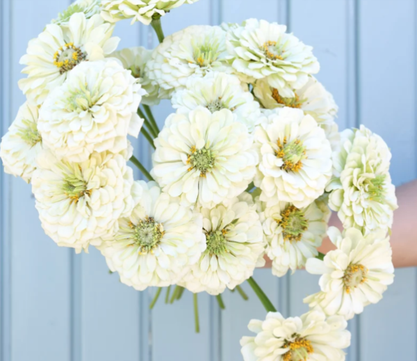 Producto - Zinnia elegans Benary's Giant - 2