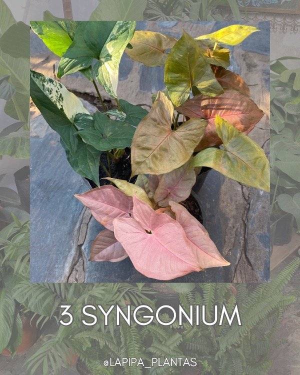 Producto - PROMO INTERIOR - Syngnium Neón Pink, Syngnonium variegado, Syngonium Maria -