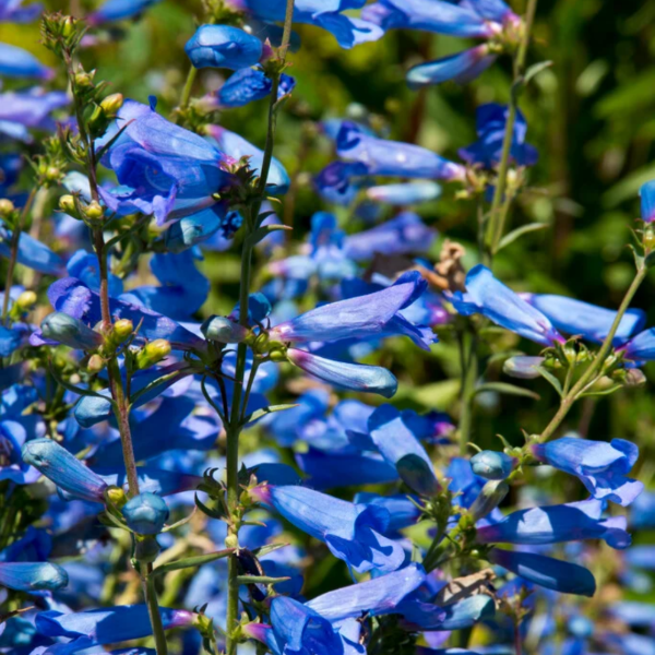Producto - Penstemon heterophyllus 'Electric Blue'