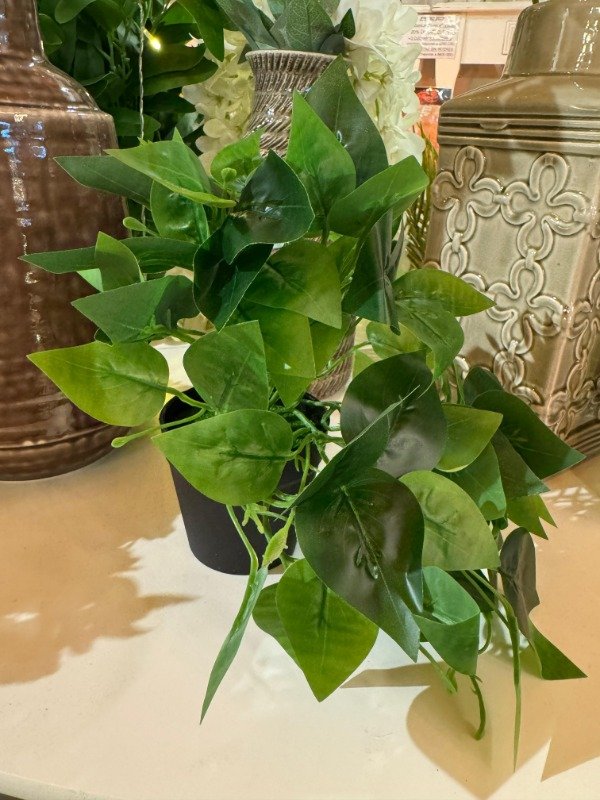 Producto - Planta Potus  24 cm ( Efectivo: 10.000)