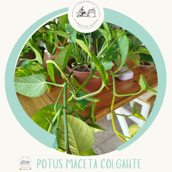 Producto - Potus en maceta colgante de Madre Tierra