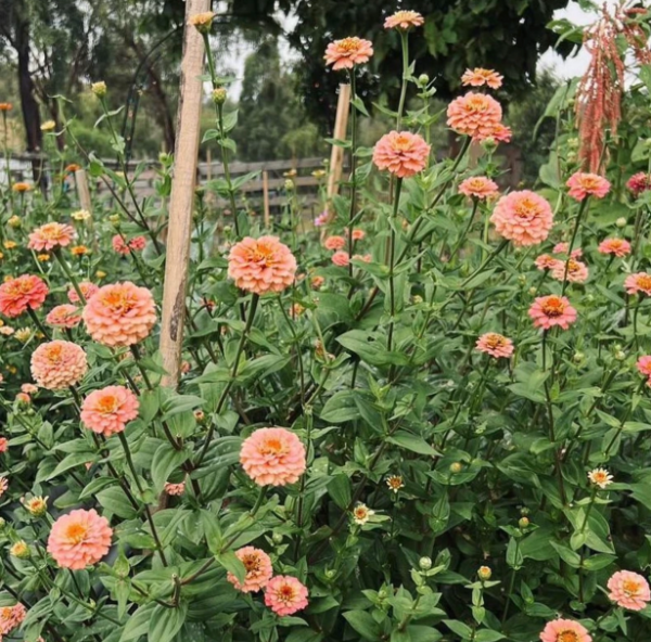 Producto - Zinnia Elegans Salmon Queen - 4