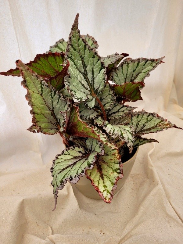 Producto - Begonia Rex plateada