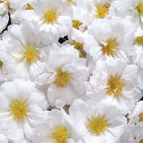 Producto - Semillas De Rosa De Musgo Portulaca Grandiflora Blanca - 0