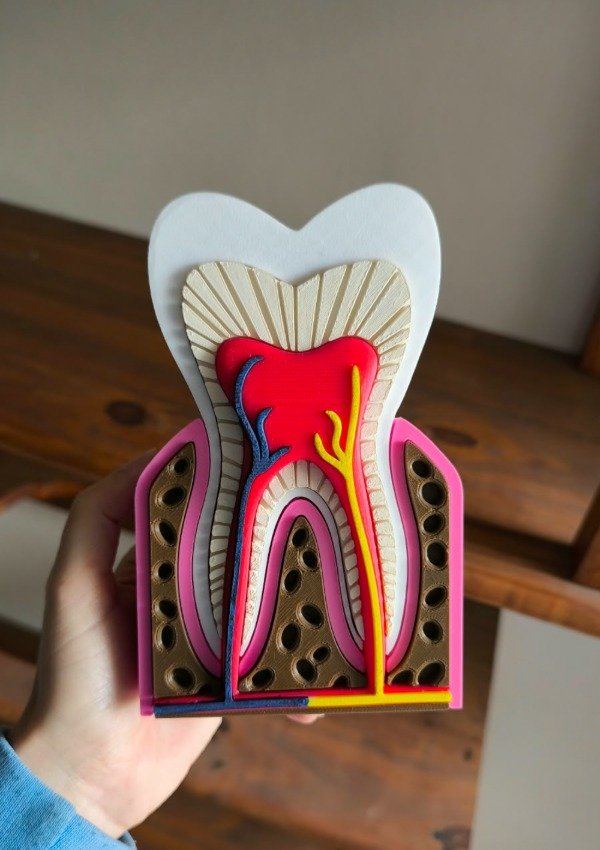 Producto - Diente Sano 3D Decoracion - 0