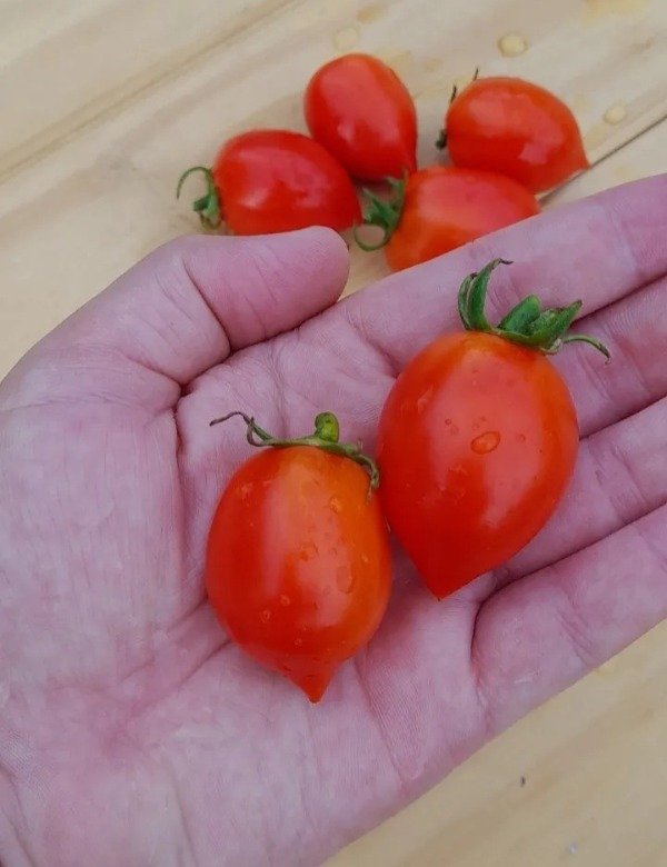 Producto - 15 Semillas De Tomate Enano Multiflora Geranium Kiss