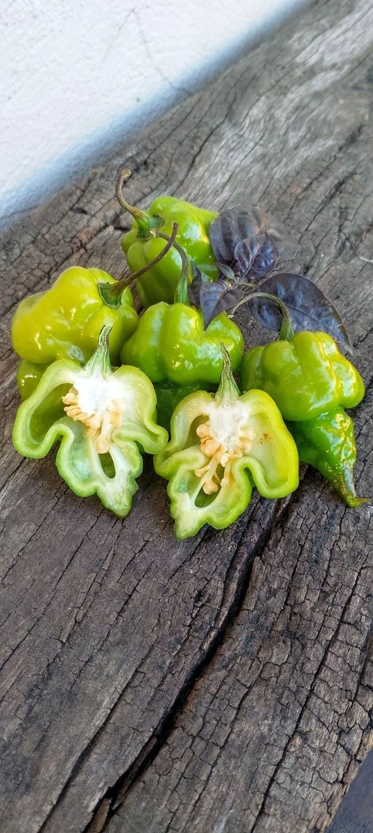 Producto - Semillas de ají super picante PIMENTA DA HULK (jay's x pink x Carolina reaper)