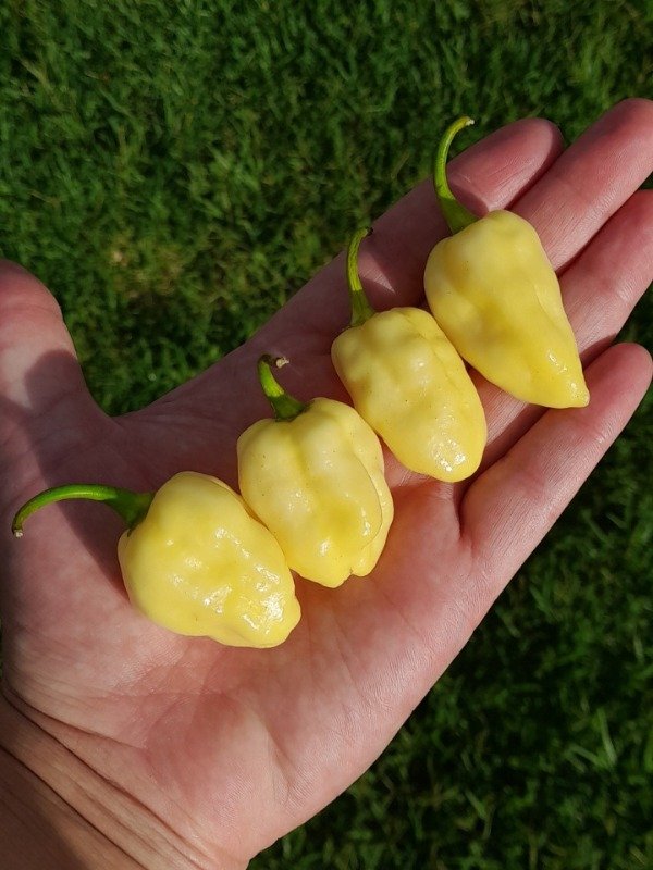 Producto - 15 Semillas De Pimiento Ají Habanero Blanco