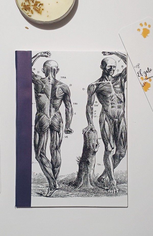 Producto - Anatomia 2
