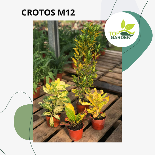 Producto - Croto