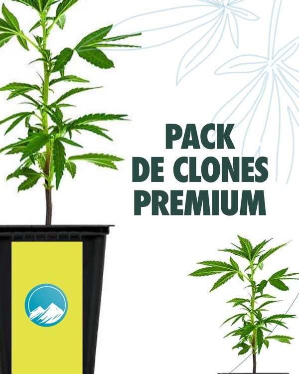 Producto - PACK 10 CLONES PREMIUM (Selección Mountain)