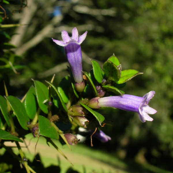 Producto - Rhaphithamnus spinosus (Espino azul/Arrayán macho)