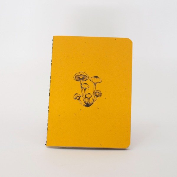 Producto - CARINO - COLECCION - 2