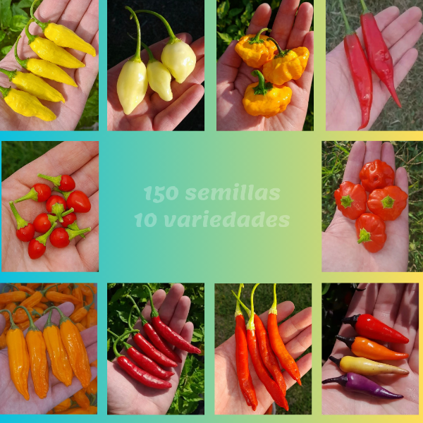 Producto - Combo 150 Semillas de Ajíes Picantes (10 variedades) - 0
