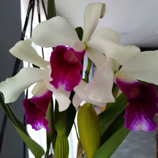 Producto - Laelia Purpurata Semi Alba "Genesio" - 0