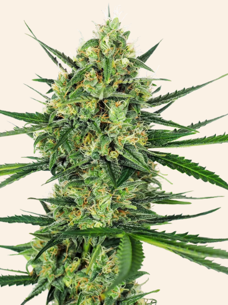 Producto - Tangerine Sugar x3 - Sensi Seeds
