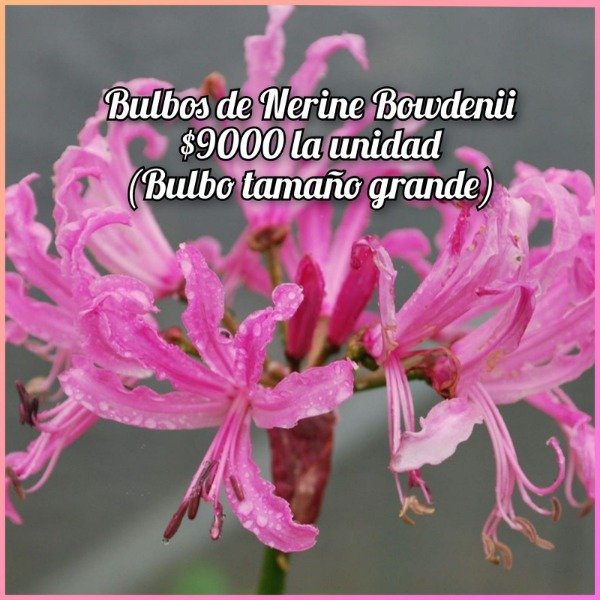 Producto - Nerine bulbo grande