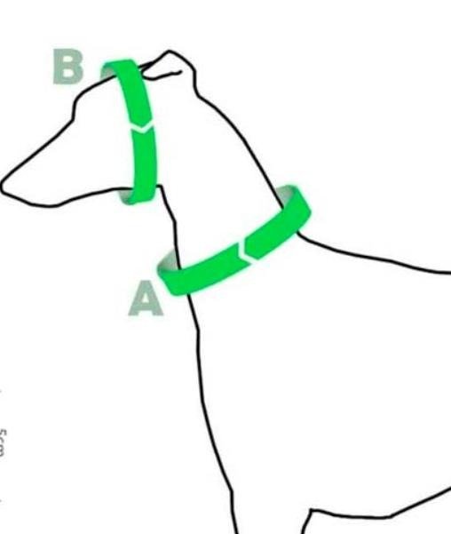 Producto - Combo collar sin identificación + correa de 1,5 mts