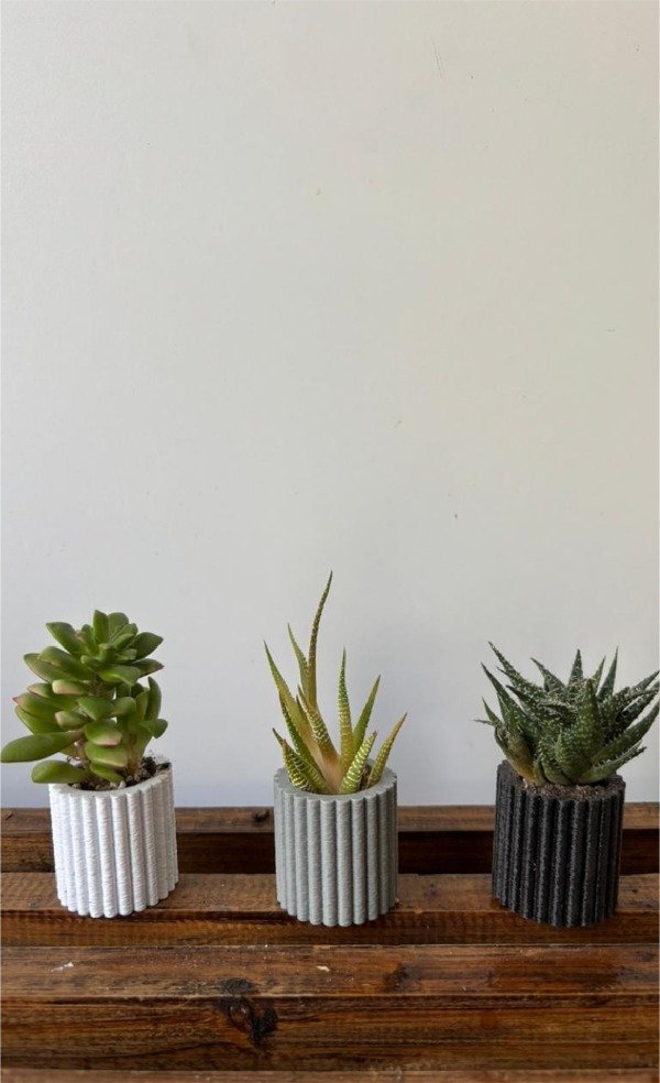 Producto - Mini maceta con imán y suculenta o cactus - 0