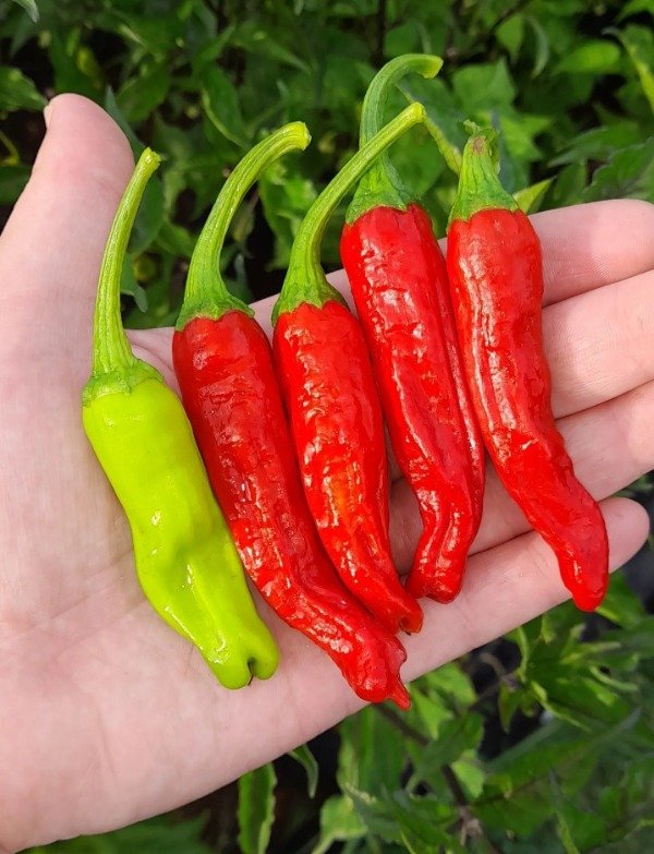 Producto - 15 Semillas De Pimiento Shishito