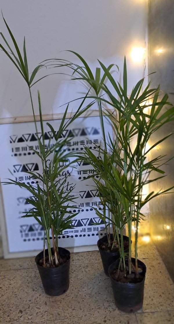 Producto - palmito (Chamaerops humilis)