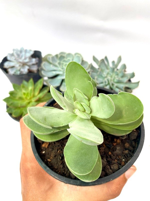 Miniatura de producto - 2