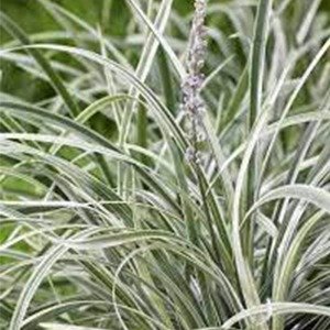 Producto - Liriope muscari Alba