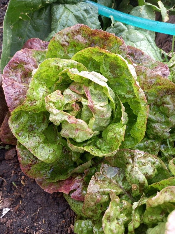 Producto - LECHUGA PECOSA